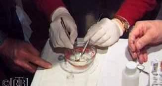 A person using tools to examine a substance in a small dish, with gloved hands.