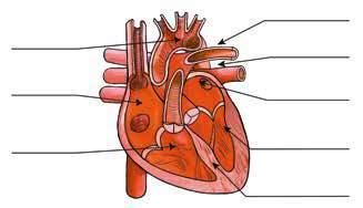 An anatomical diagram of the human heart showing its major components and blood flow direction.