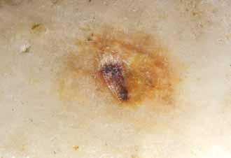 A close-up of the stain on the marble floor where the Host fell.