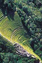 Aerial view of ancient terraces in Peru, showcasing agricultural patterns and lush greenery.