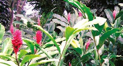Close-up of red flowers and green foliage in a lush garden setting.