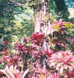 A cluster of red and green tropical plants in a lush forest setting.