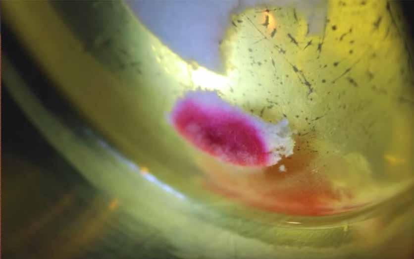 Close-up image showing a stained Host with red and white areas.