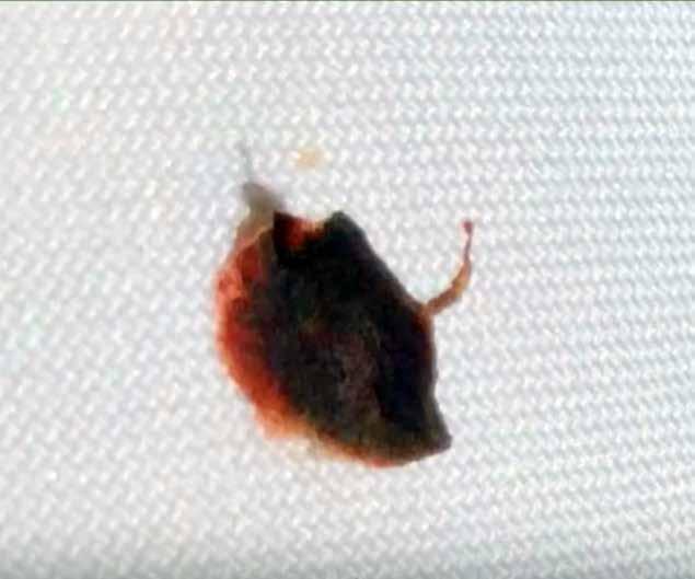 A close-up image of a stained Eucharistic host showing dark and red coloration.