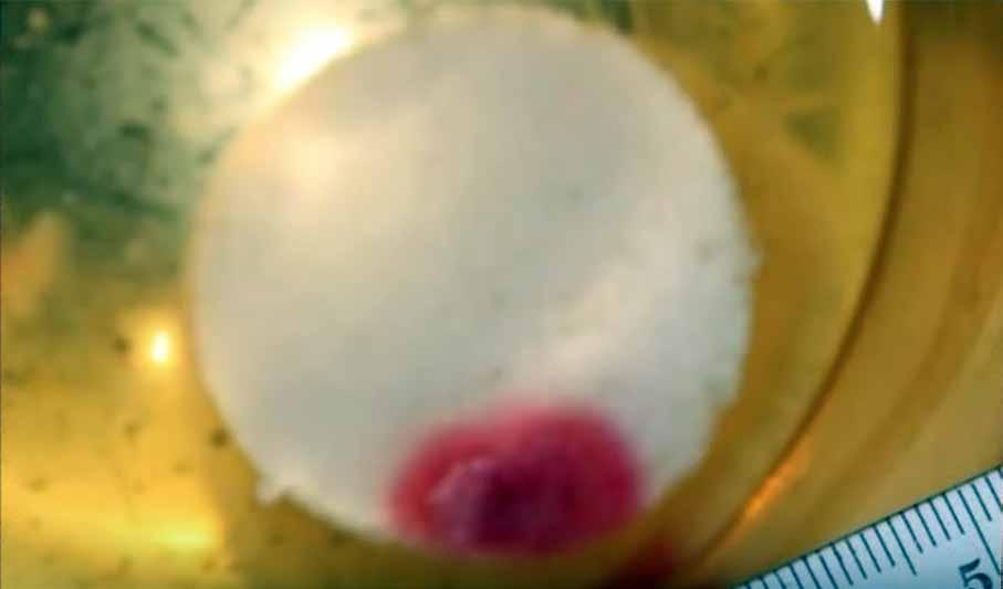 Close-up image of a Eucharistic host showing a red stain.