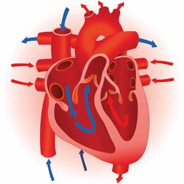 An illustration of a human heart showing blood flow with arrows indicating circulation.