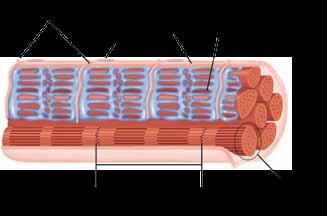 Illustration of cardiac muscle tissue structure showing myofibrils and sarcomeres.