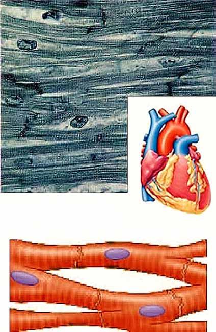 The image shows cardiac muscle tissue with a heart illustration and blood vessels.